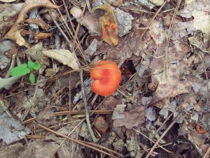 Fairy Stone State Park, Copyright 2011, Marcie Flinchum Atkins