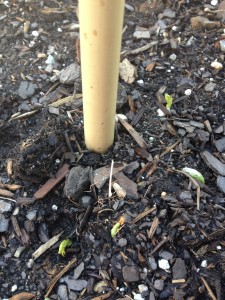 Pea shoots in March