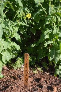 Monticello's Seed Preservation plot, April 2013