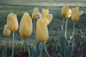 Monticello tulips