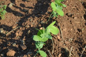 Pea Shoots at Monticello